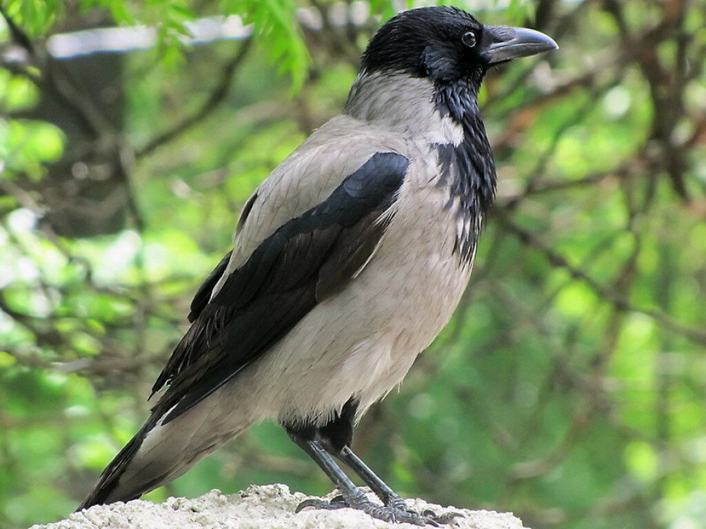 Серая ворона фото. Спасённая ворона с чувством юмора подшутила над моим мужем